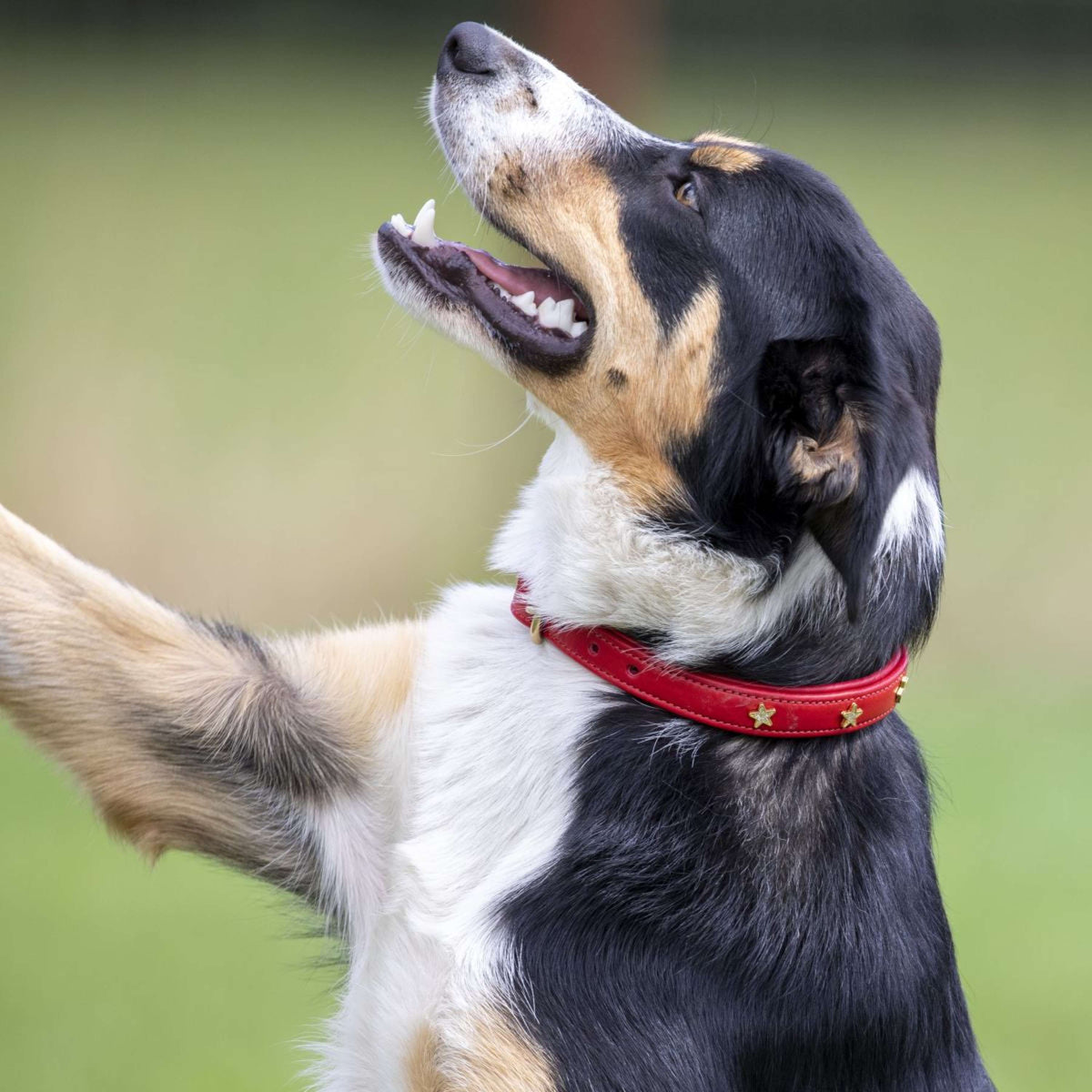 Digby & Fox Dog Collar Star Scartlett