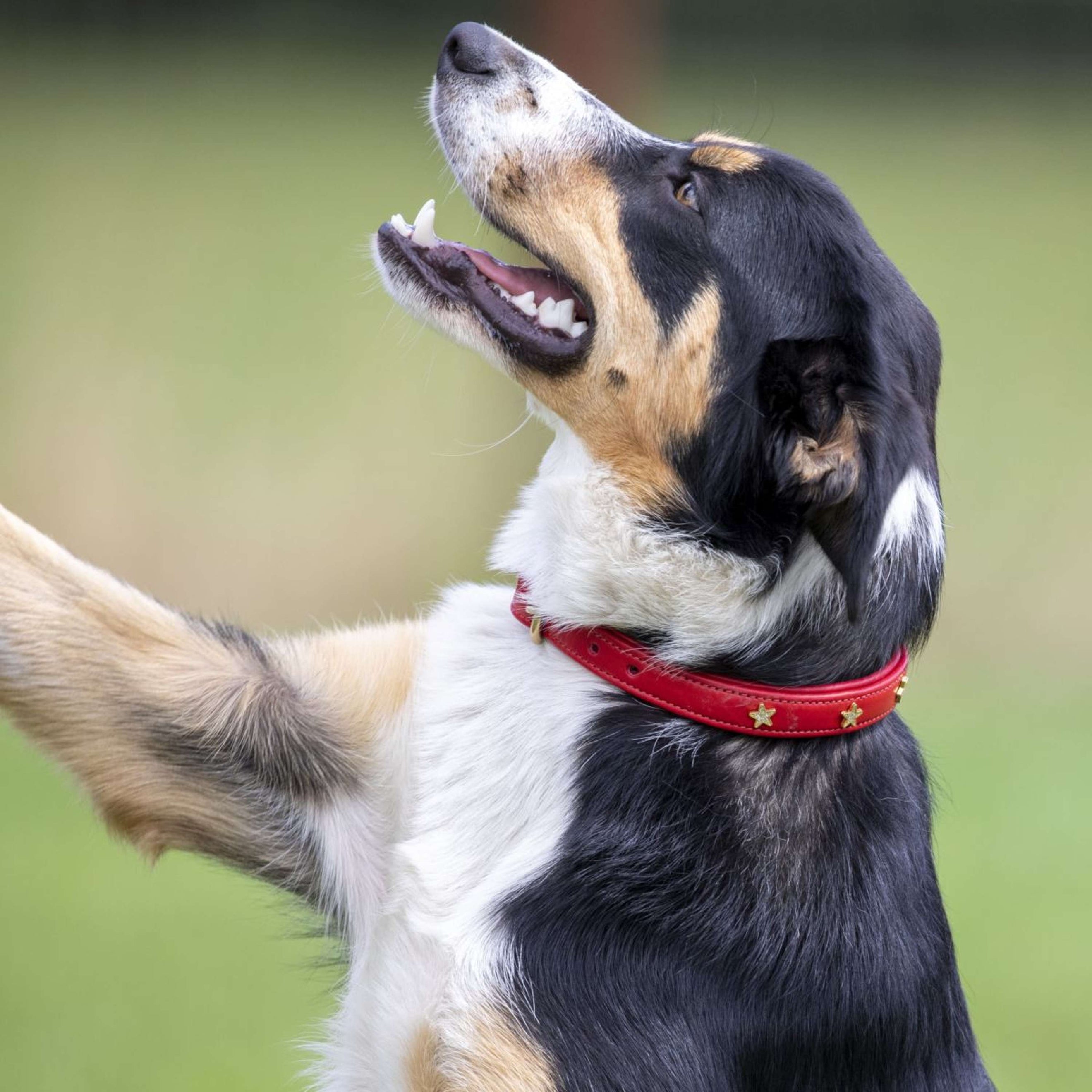 Digby & Fox Dog Collar Star Scartlett