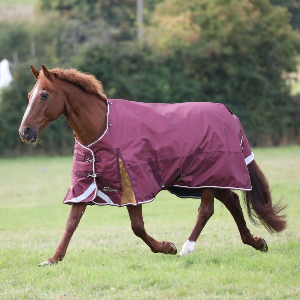 Highlander Plus Turnout Rug 100g Maroon