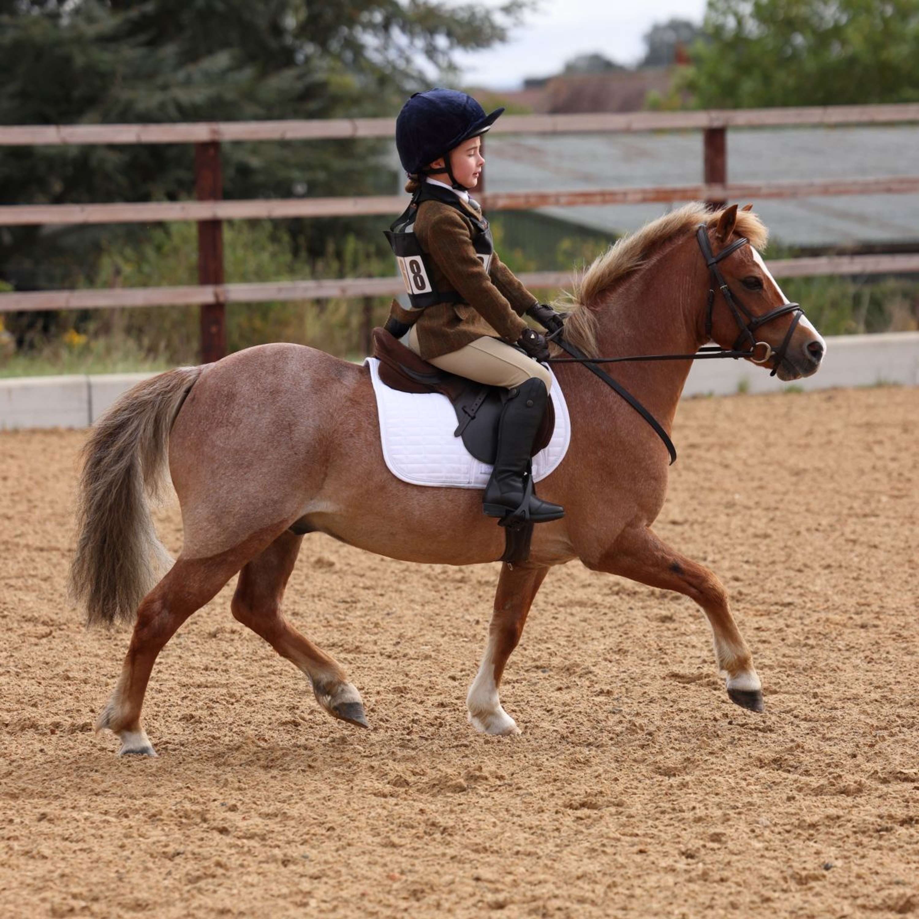 Aubrion by Shires Competition Jacket Saratoga Children Rust Check