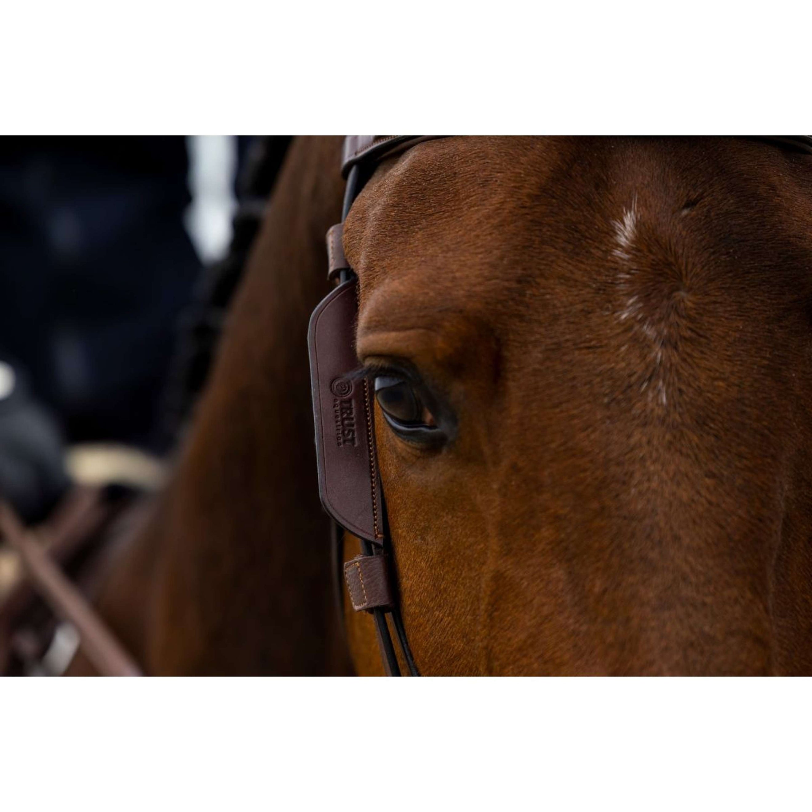 Trust Blinker Black Trust Blinker Black