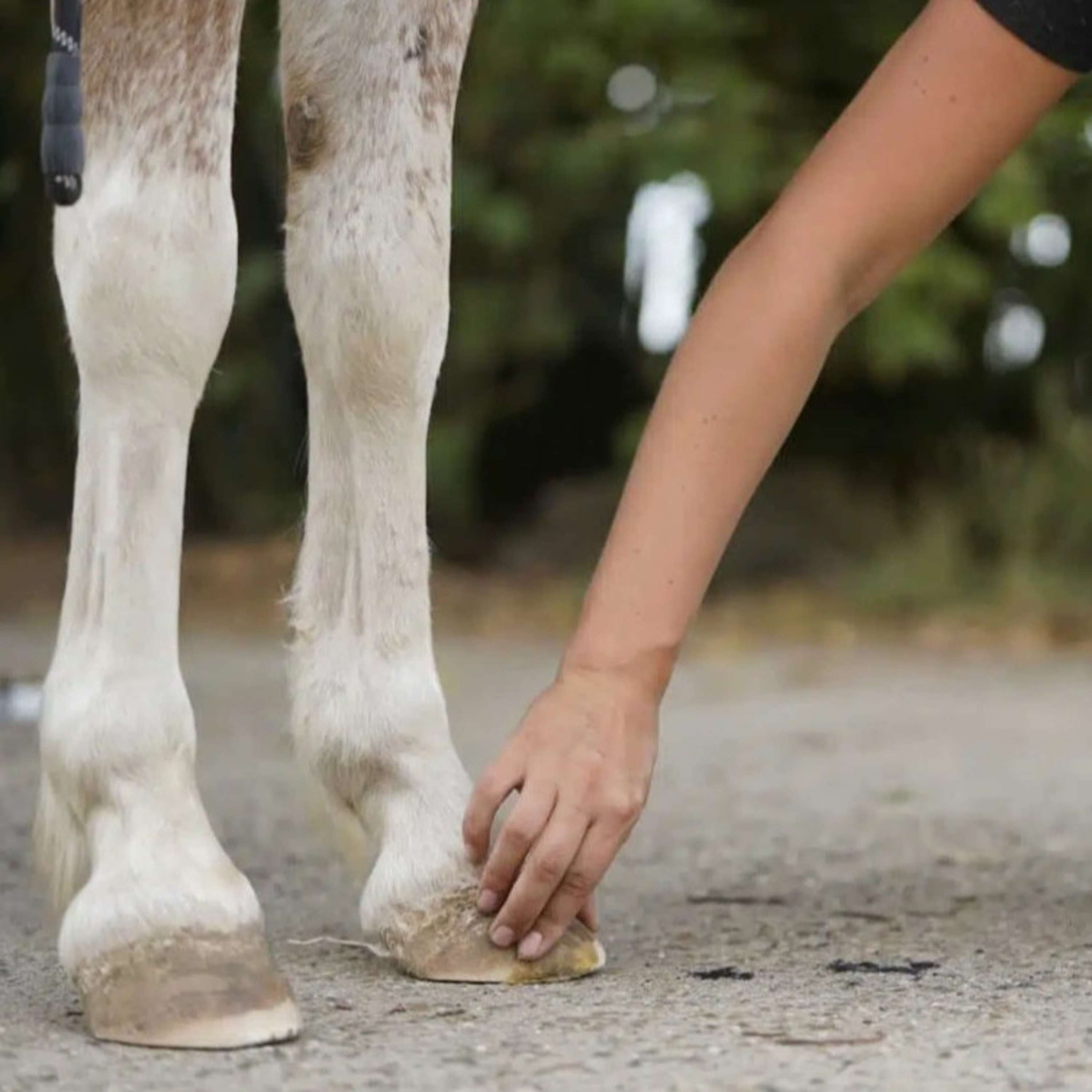 Unique-horn Hoof Wax Repair Yellow