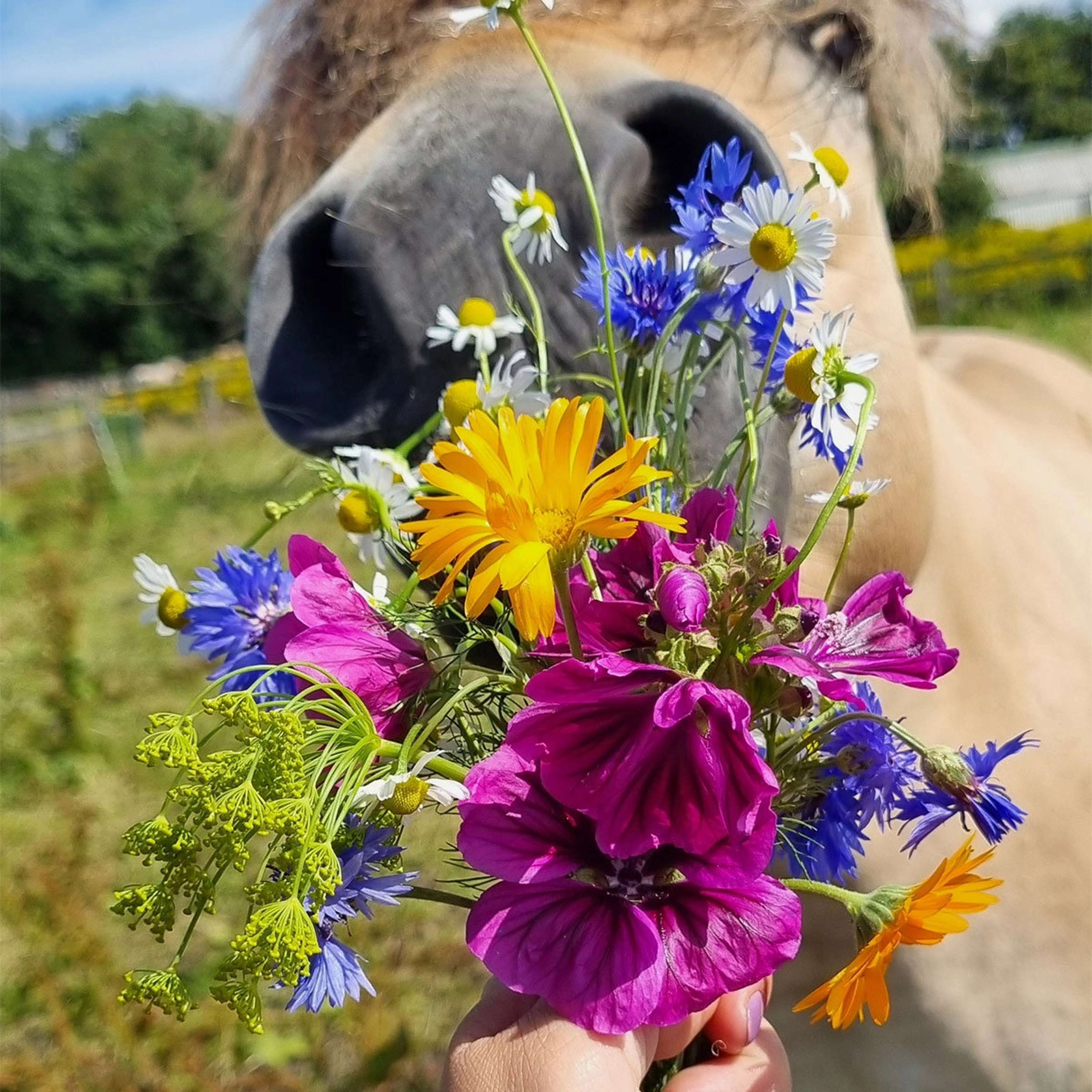 Vitalstyle Meadow Flowers