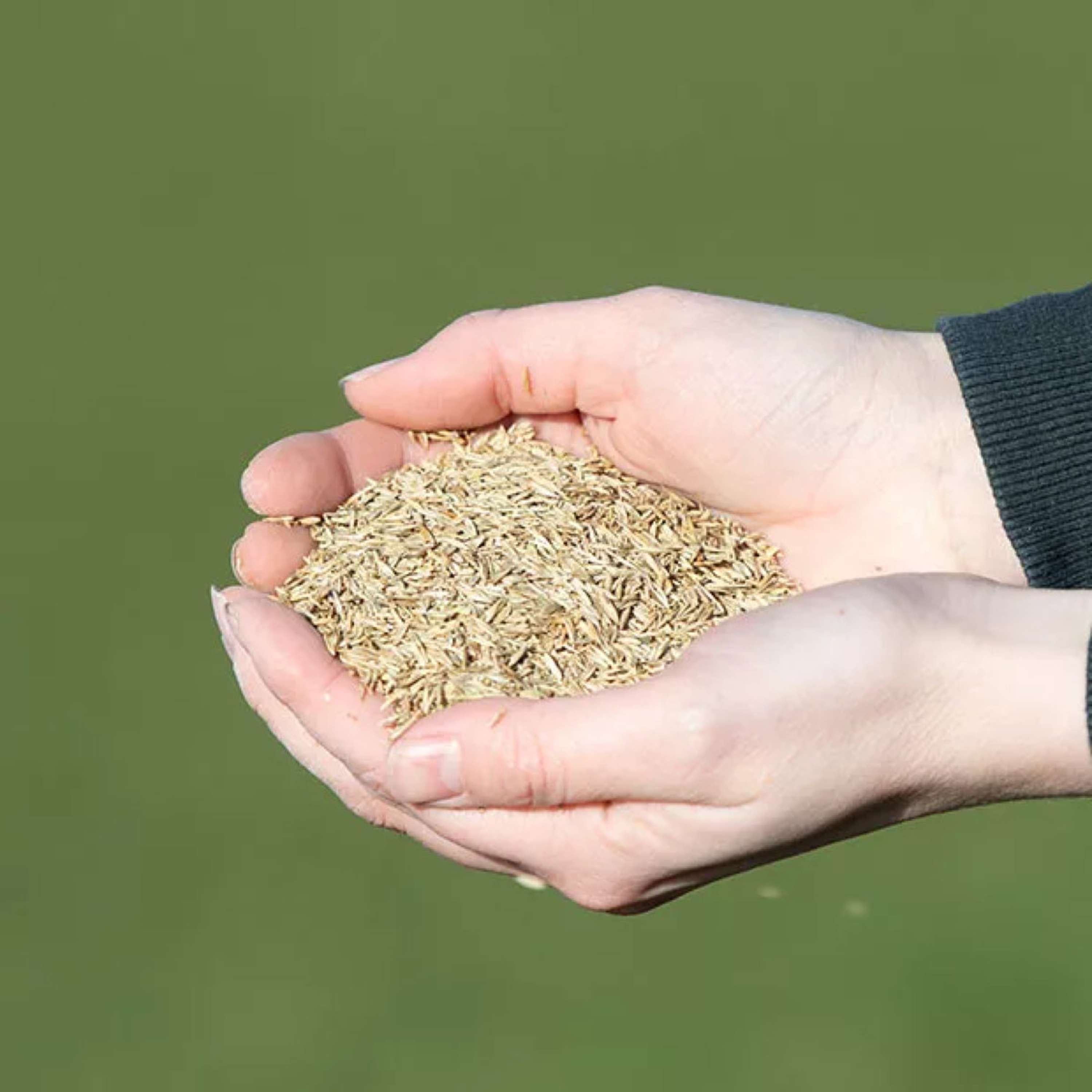 Vitalstyle Meadow Grass Seed