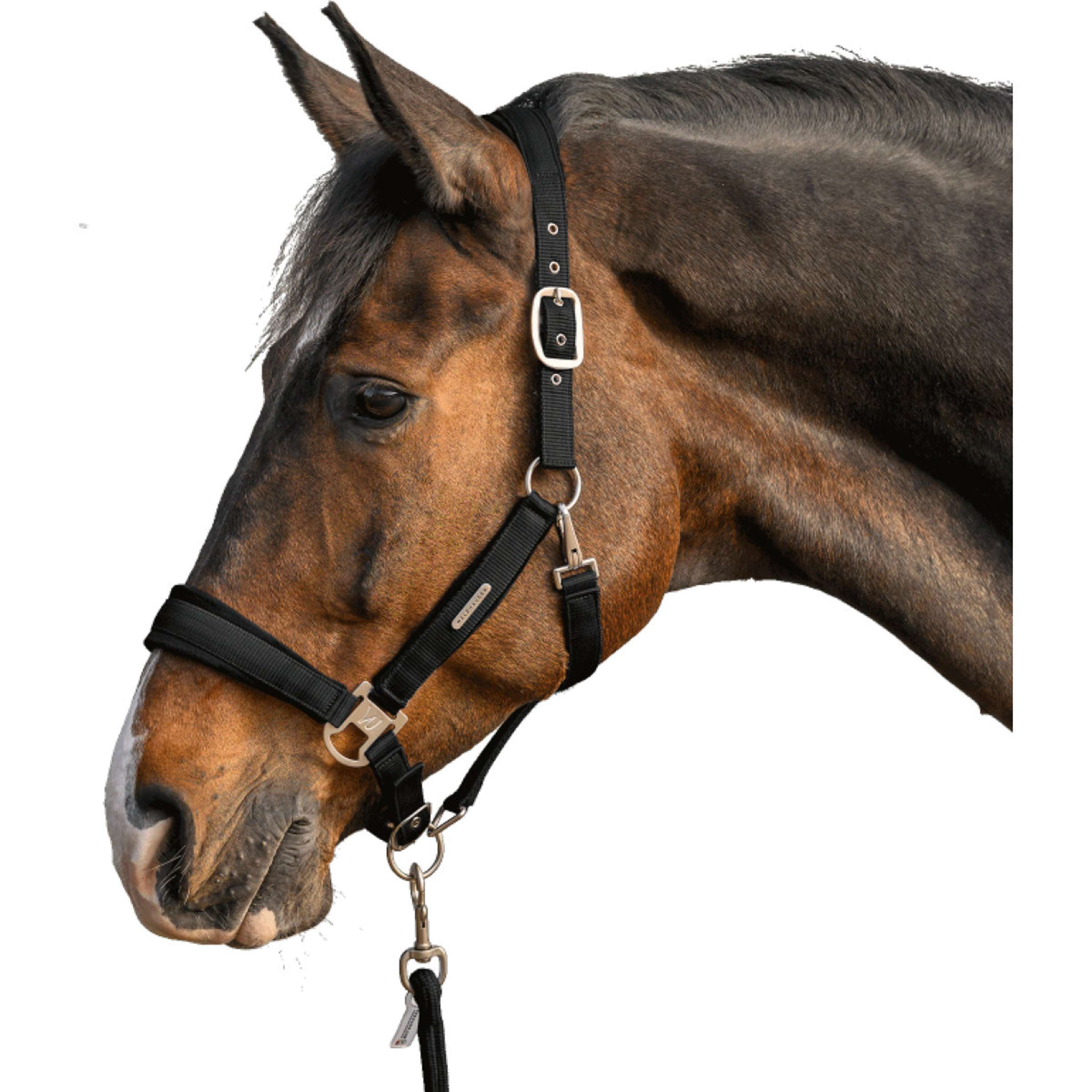 Waldhausen Halter Set Velvet Black