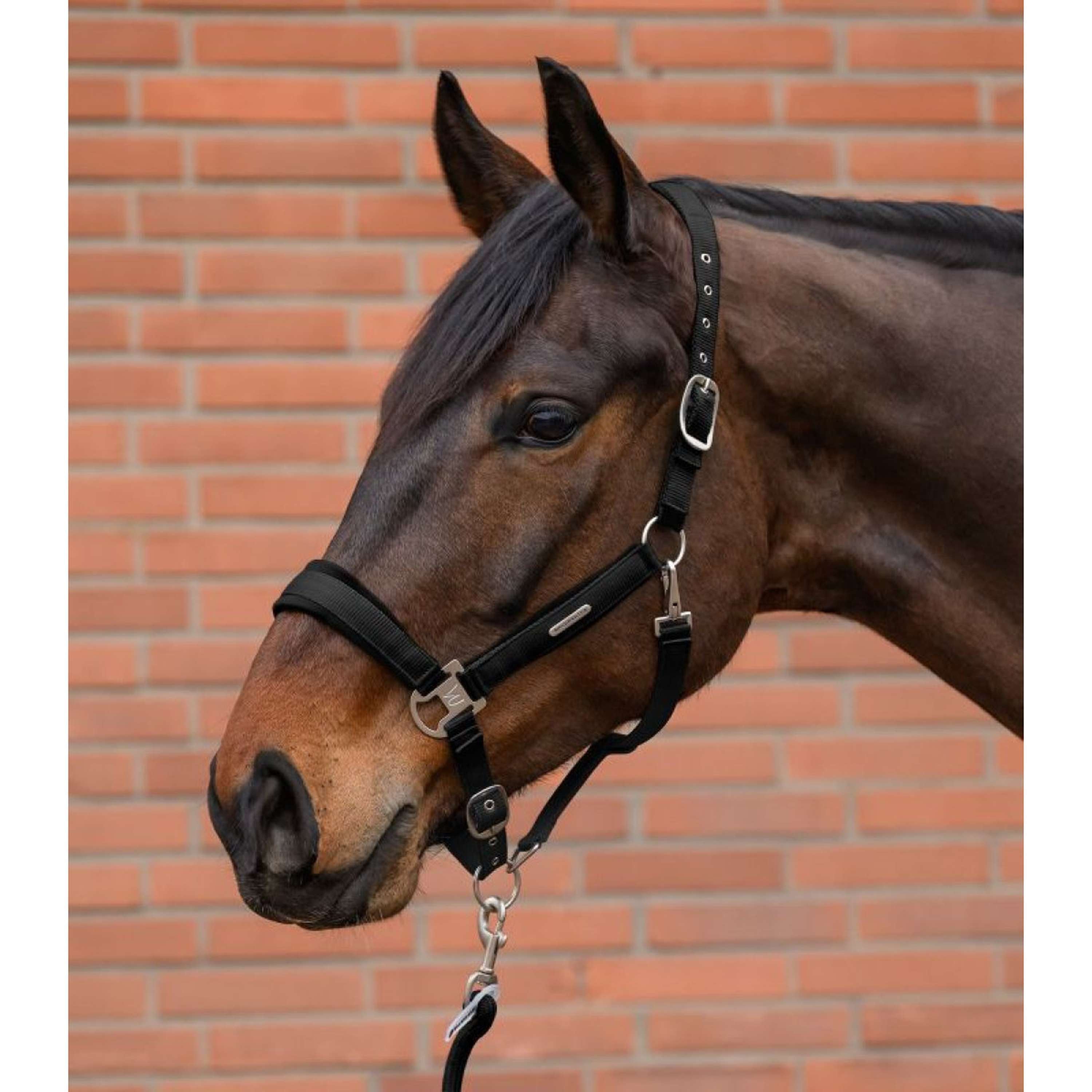 Waldhausen Halter Set Velvet Black