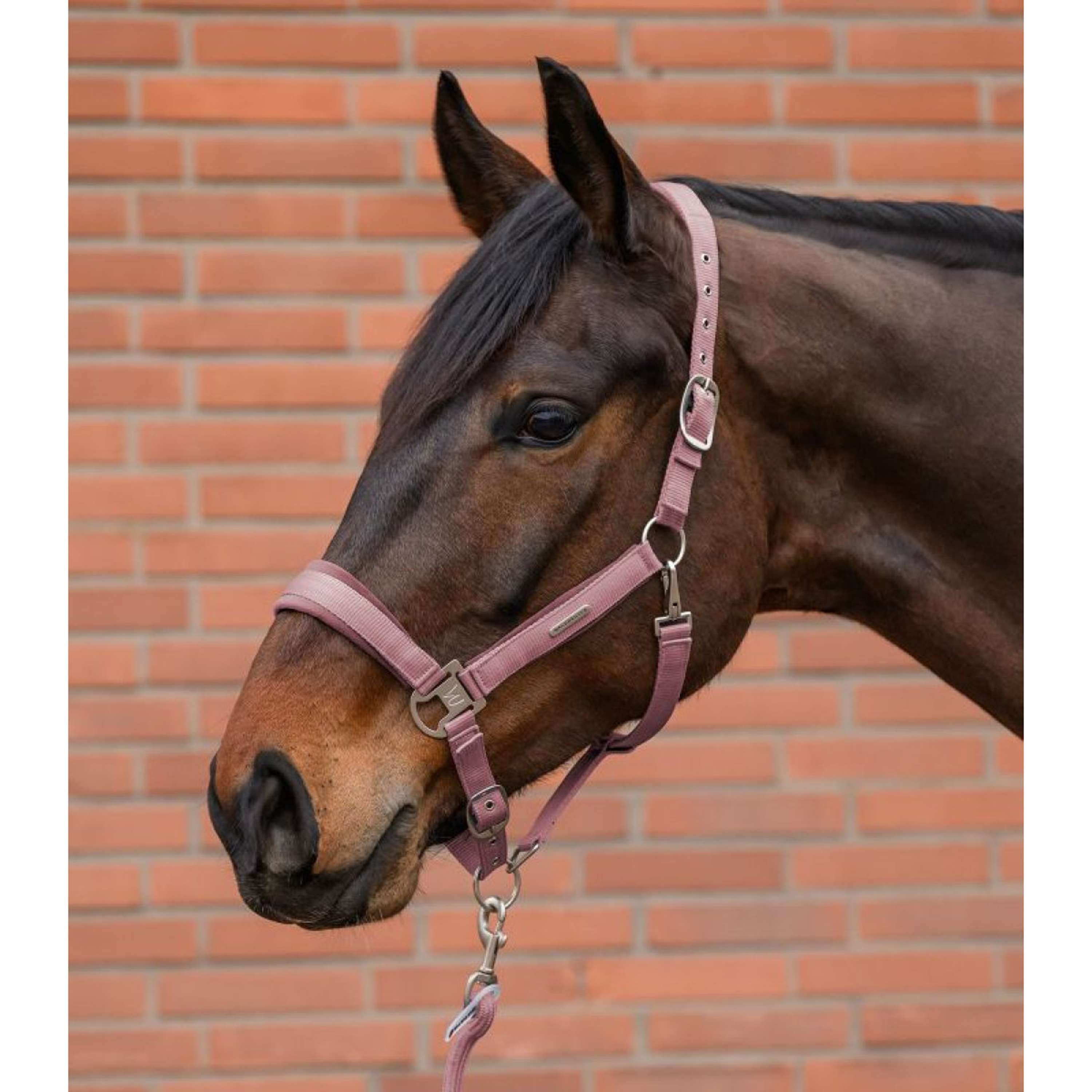 Waldhausen Halter Set Velvet Dusky Pink