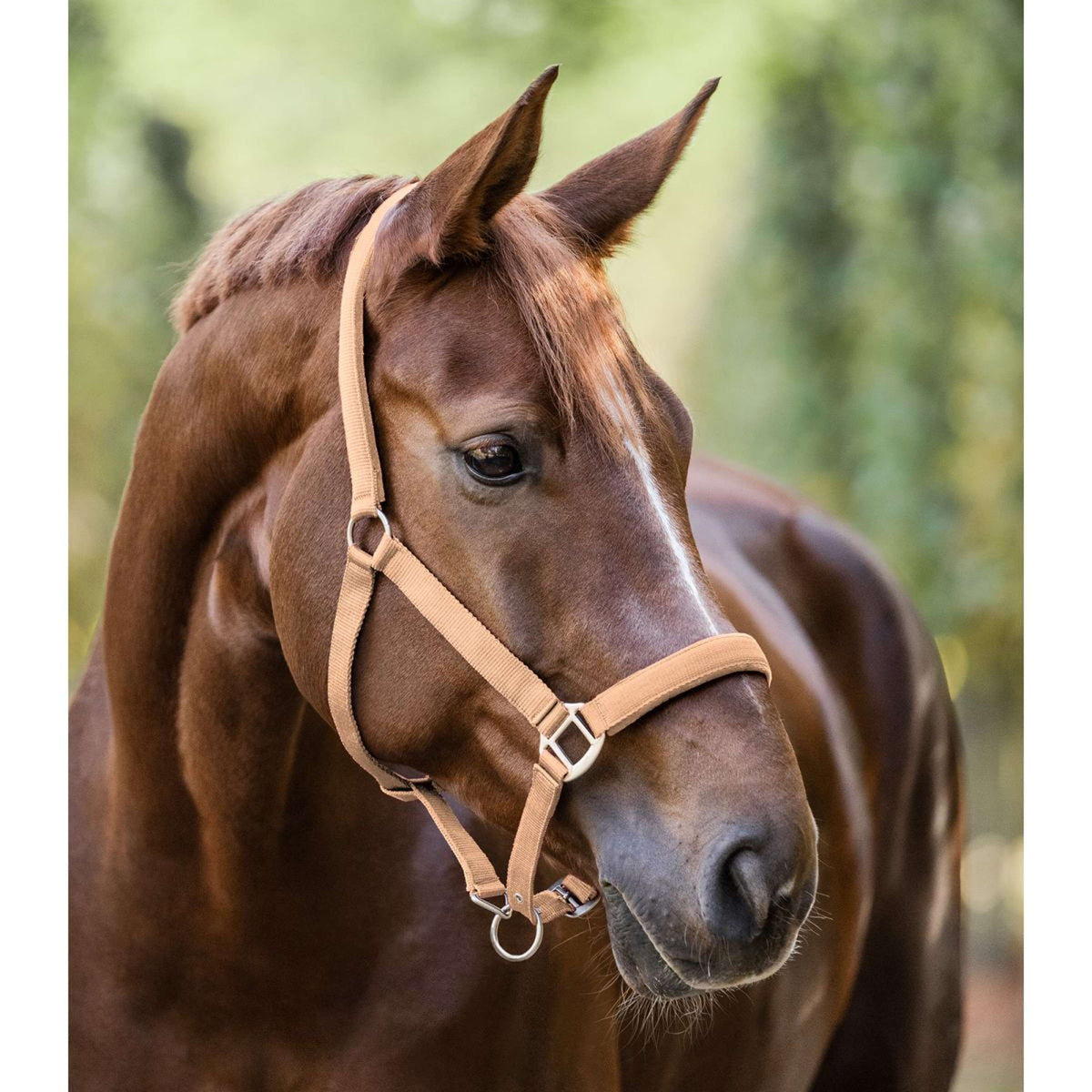 Waldhausen Halter Satin Peach