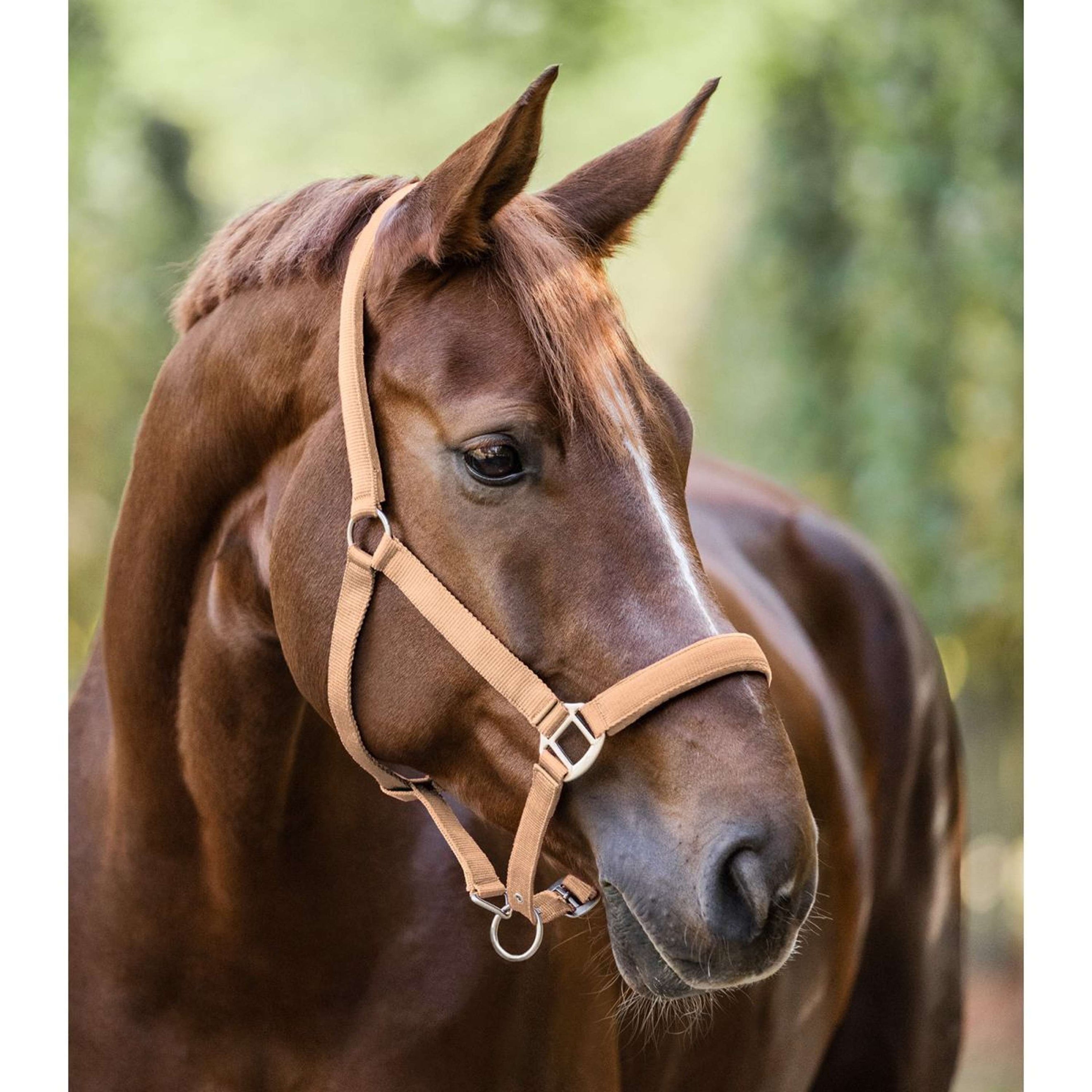 Waldhausen Halter Satin Peach