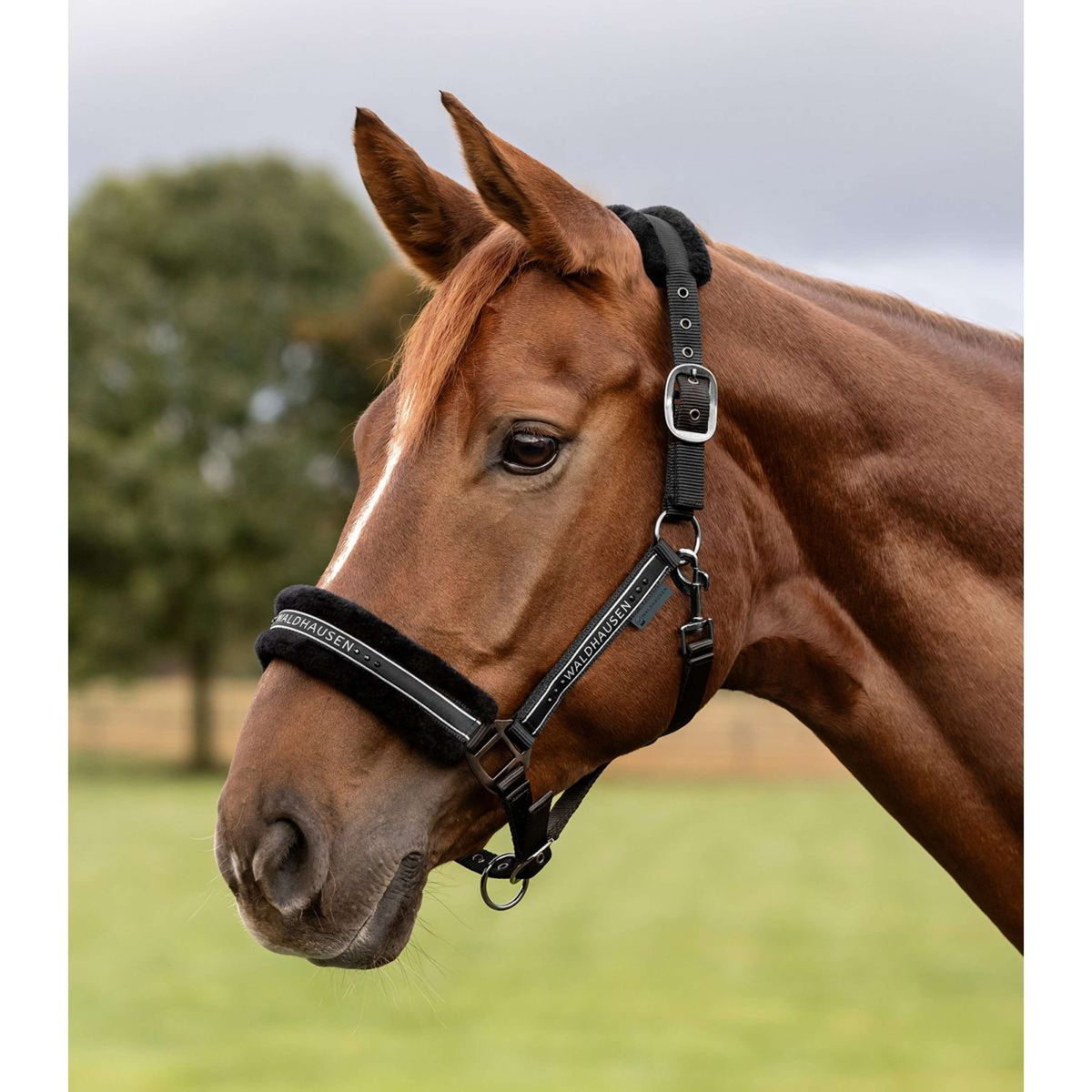 Waldhausen Halter Elegant Black/Black
