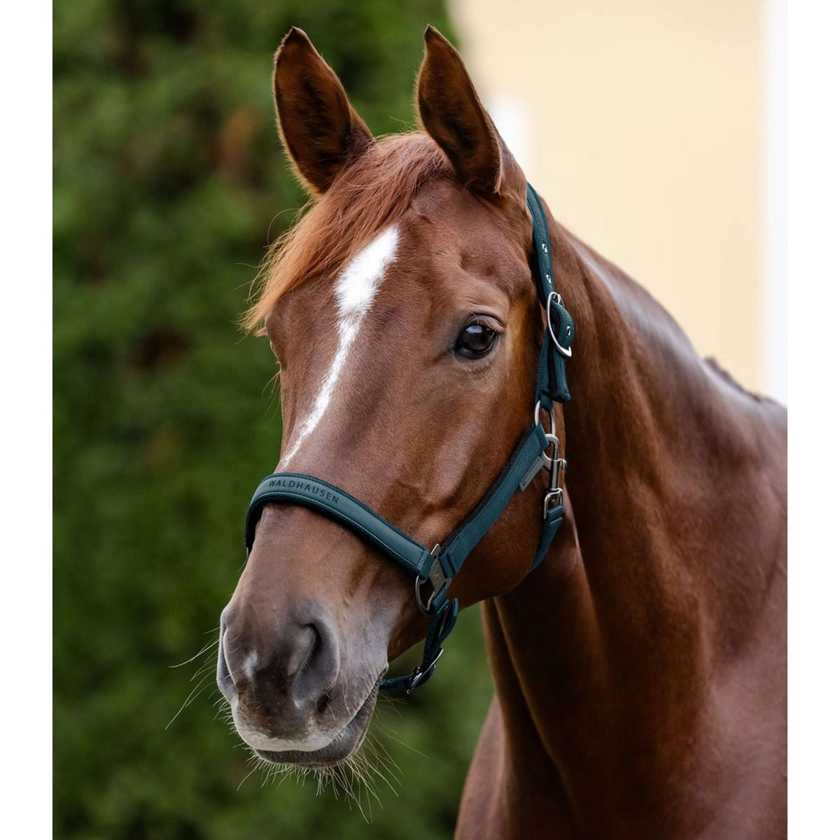 Waldhausen Halter Athletic Petrol Blue
