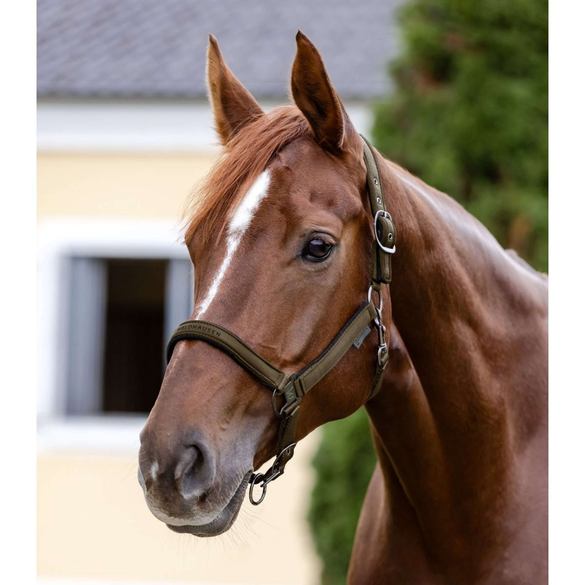 Waldhausen Halter Athletic Green/Brown