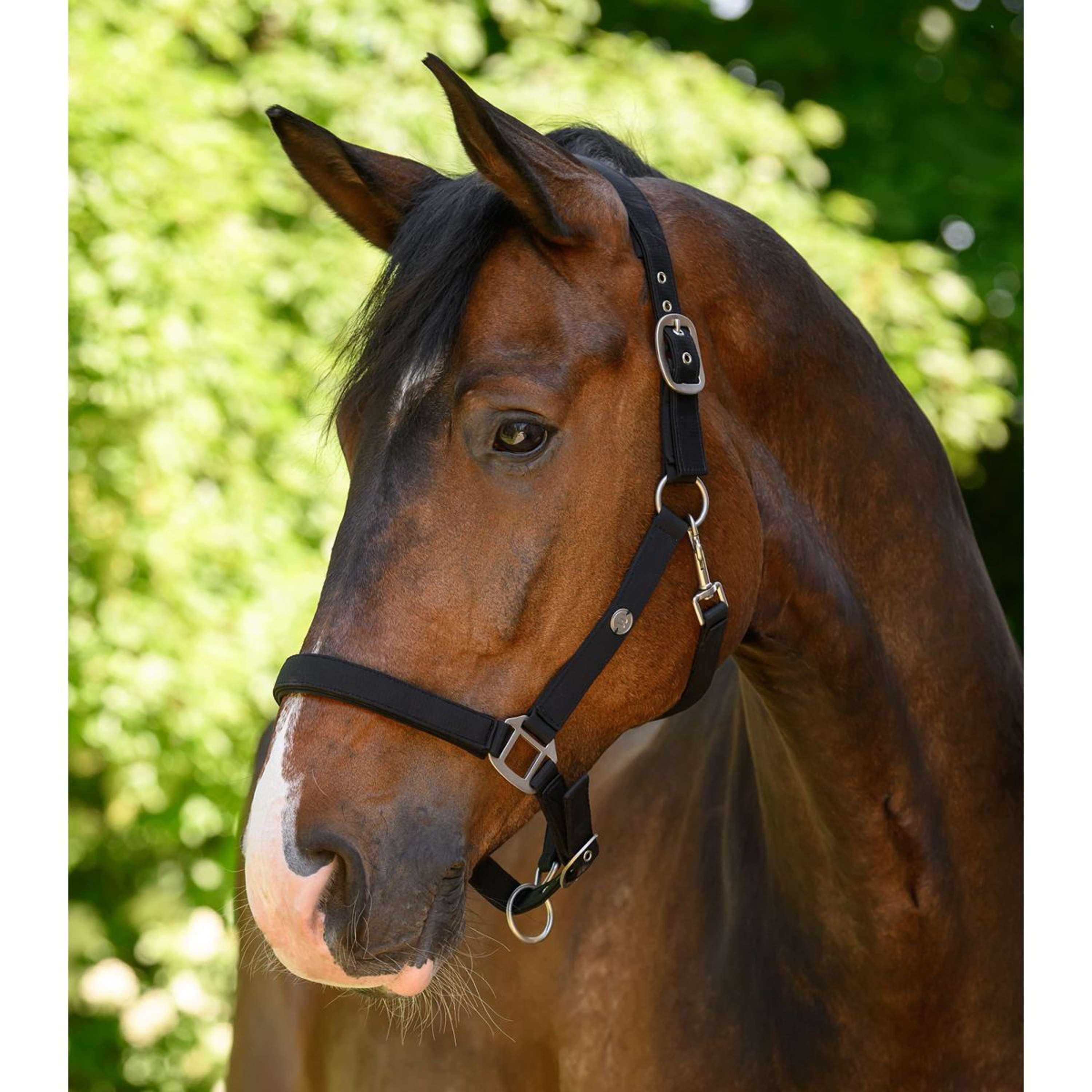 Waldhausen Halter Trinidad Black