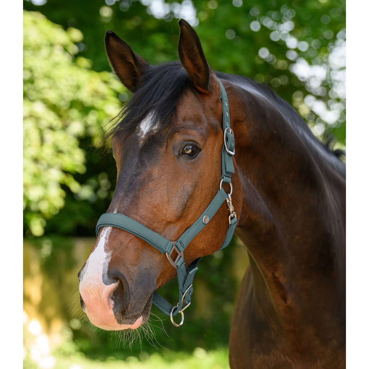 Waldhausen Halter Trinidad Pine Green