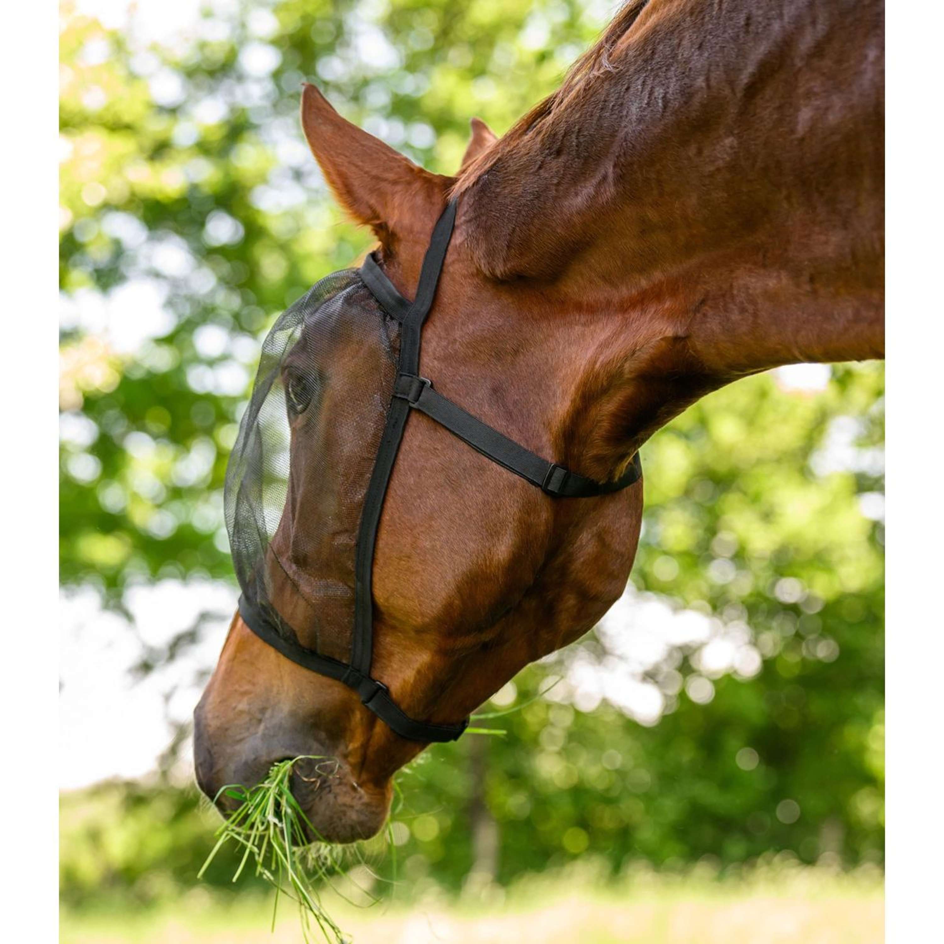 Waldhausen Fly Mask Basic without Ears Black