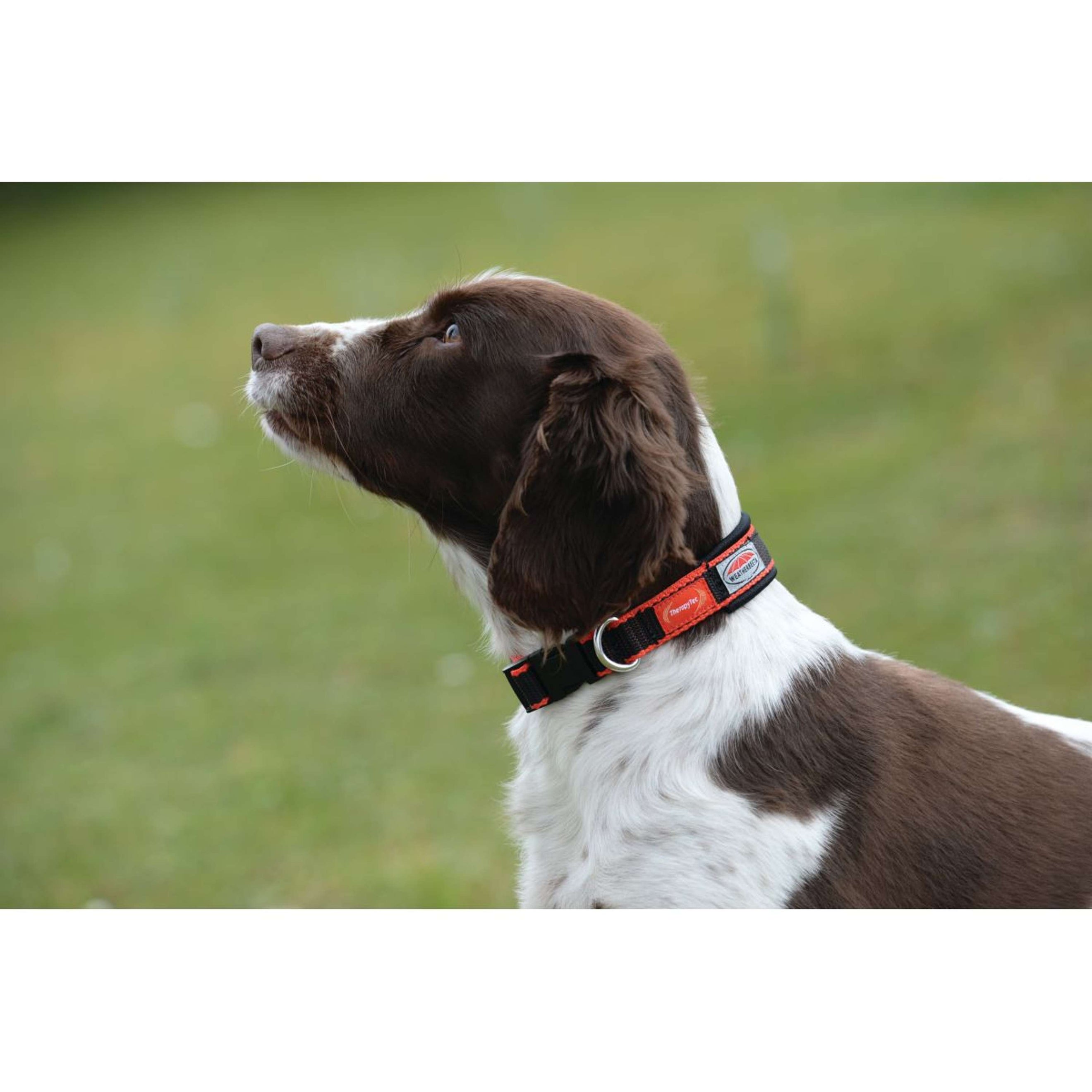 Weatherbeeta Dog Collar Therapy-Tec Black/Red