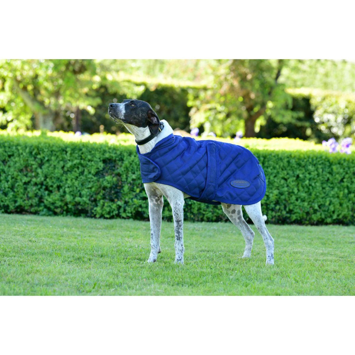 Weatherbeeta Dog Rug Comfitec Deluxe Diamond Quilt Navy