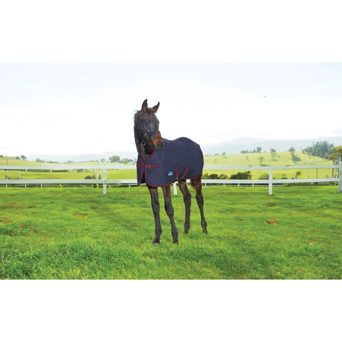 WeatherBeeta Foal Rug 1200D Standard Neck 220g Navy/Burgundy
