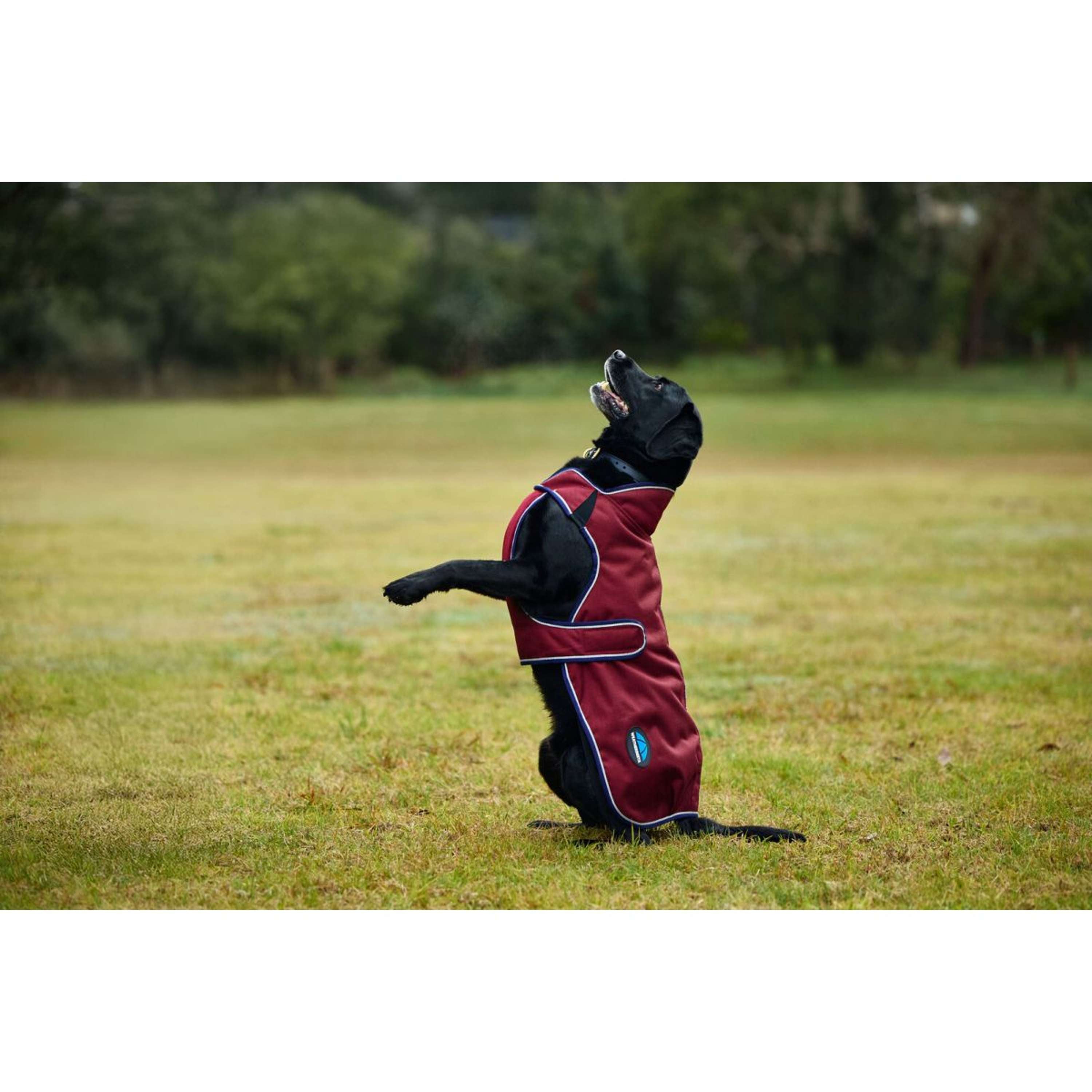 WeatherBeeta Dog Rug ComFiTec Premier Deluxe Waterproof Burgundy/Navy