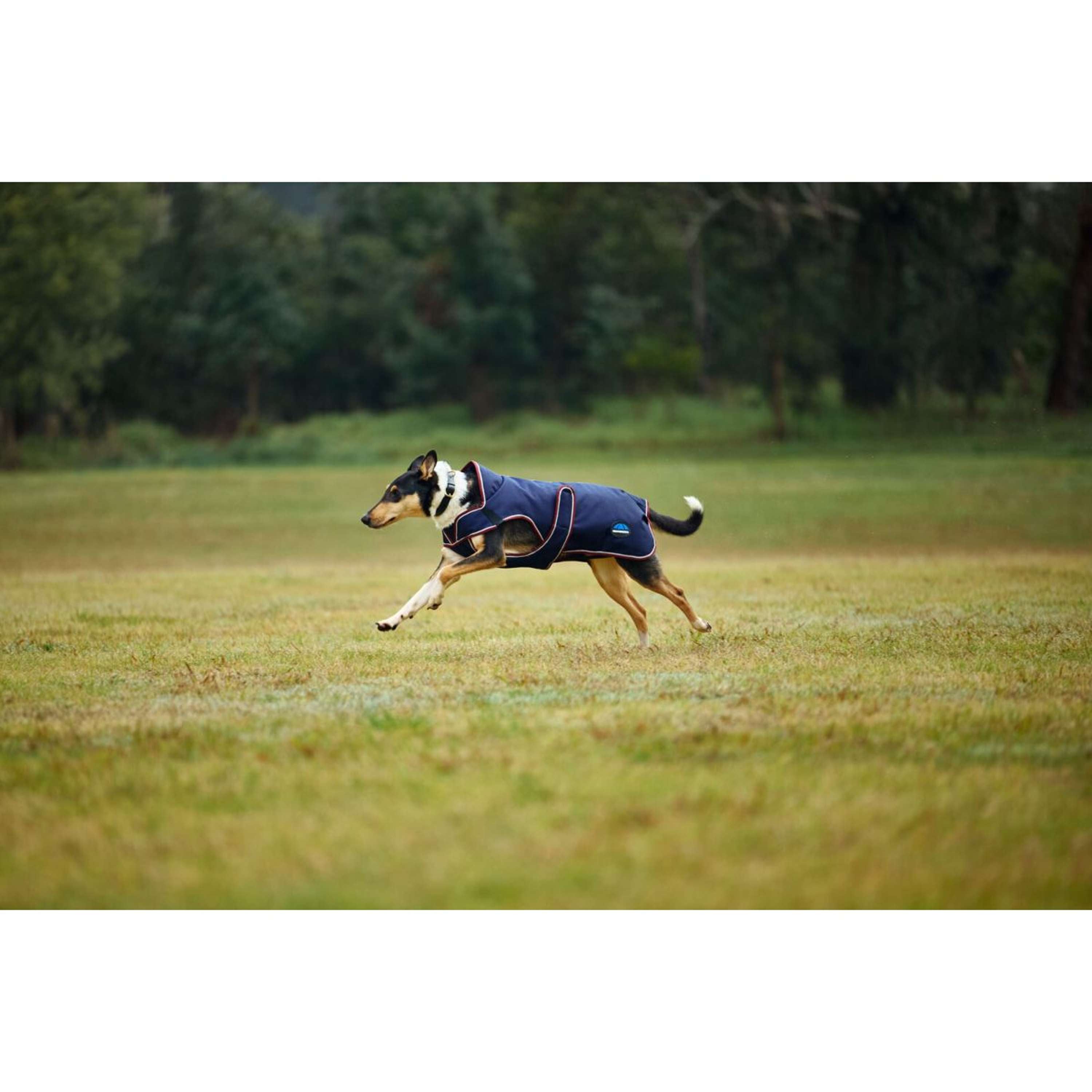 WeatherBeeta Dog Rug ComFiTec Premier Deluxe Waterproof Navy/Burgundy