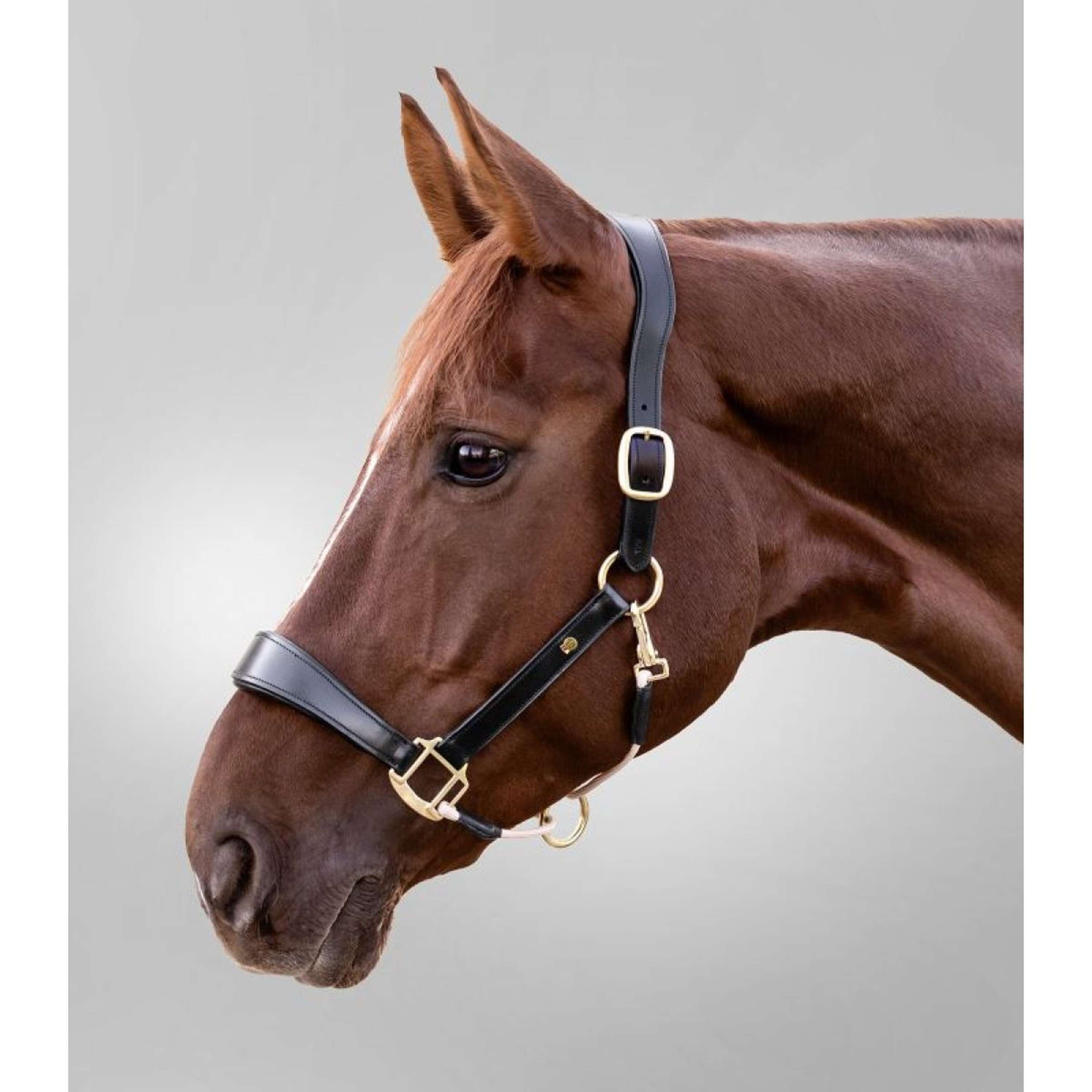 Waldhausen Halter S-Line Leather Black