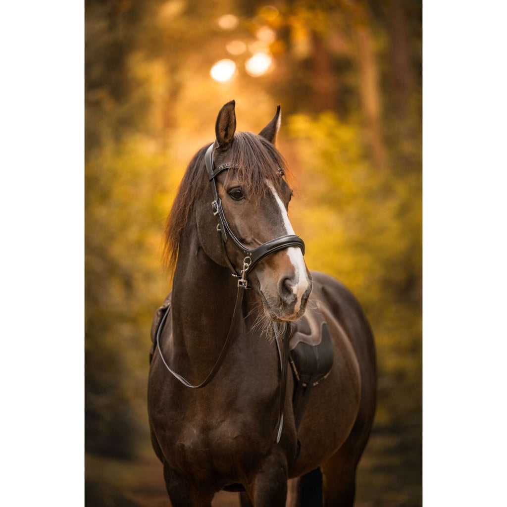 F.R.A. Bitless Bridle Moonlight Black